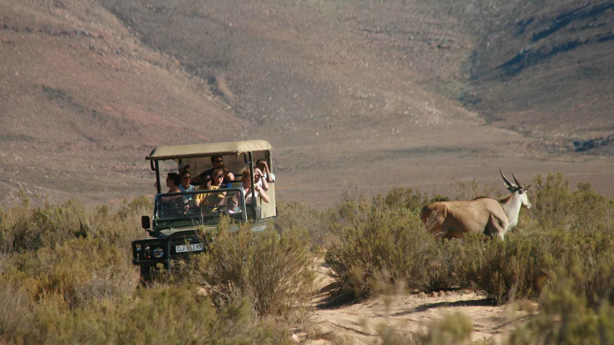 Elephants seen from an open safari vehicle at Aquila Game Reserve on a Big Five day trip from Cape Town