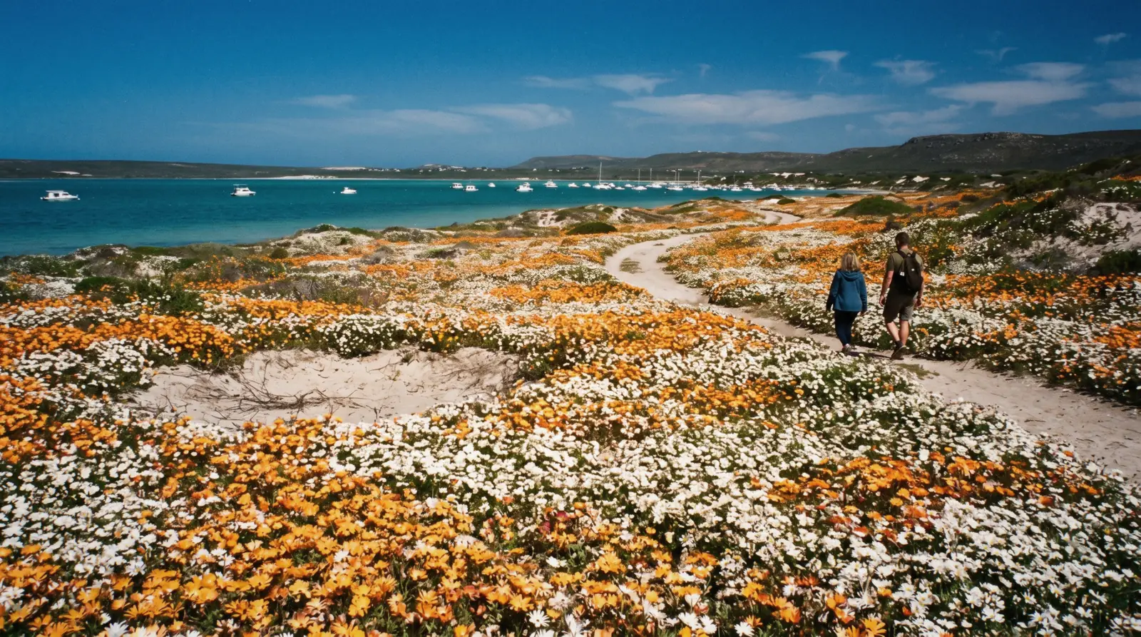 Carpets of orange and white spring wildflowers above the turquoise Langebaan lagoon in West Coast National Park